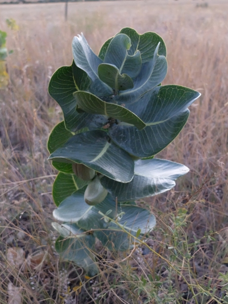 Asclepias latifolia